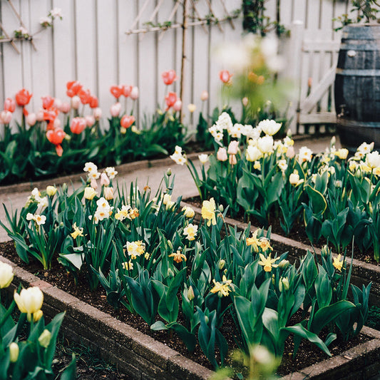 Create a bulb plan for your spring garden