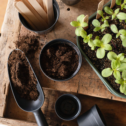 Sow your own picking bouquet