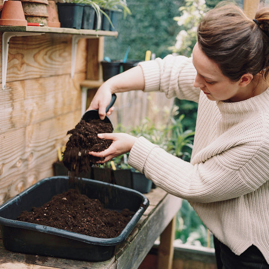 Sowing in autumn, with or without a greenhouse