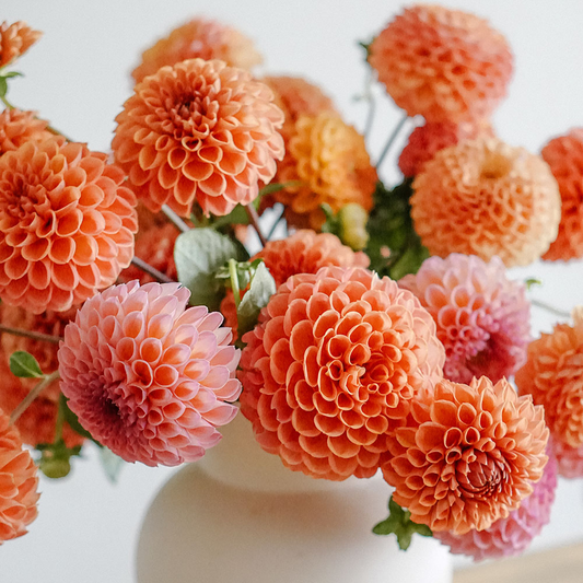 What did and didn't go well with the dahlias this year?