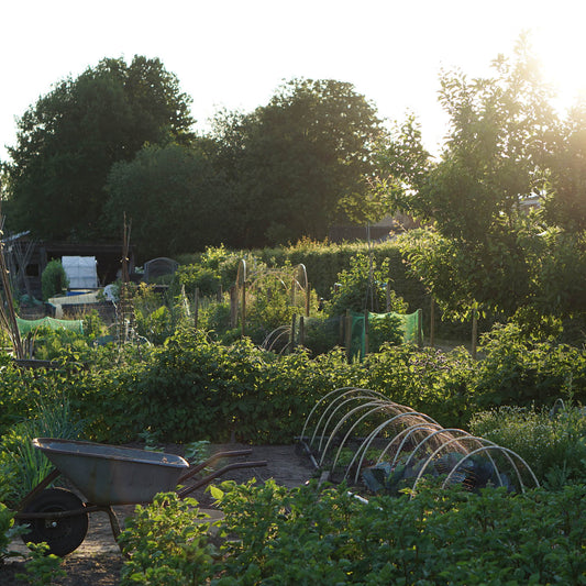 Getting started with your vegetable garden plan: where do you put what?