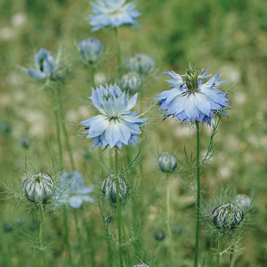 Garden chores in September