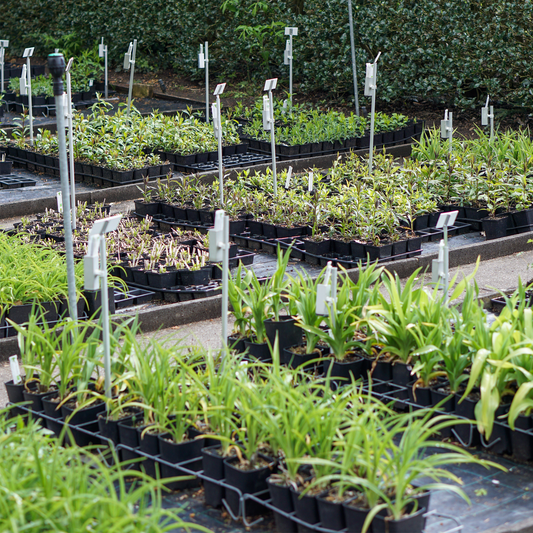 What you need to know about perennial growers