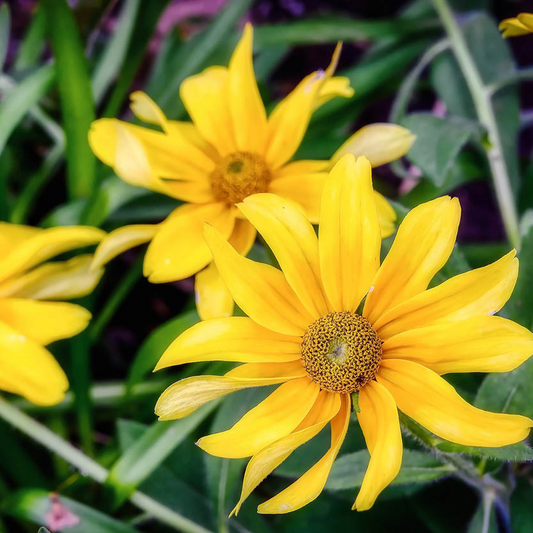 Rudbeckia pre-sowing, this is how you do it!