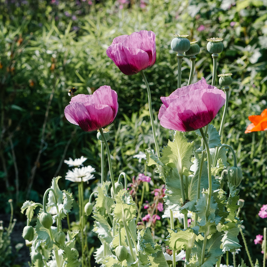 Does your garden have enough variety?