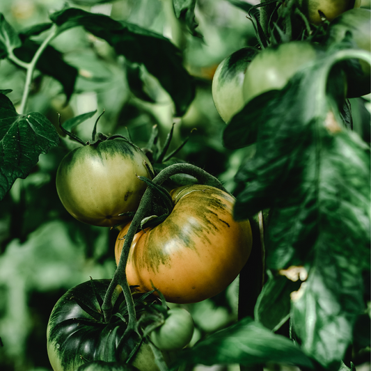 Garden chores in July