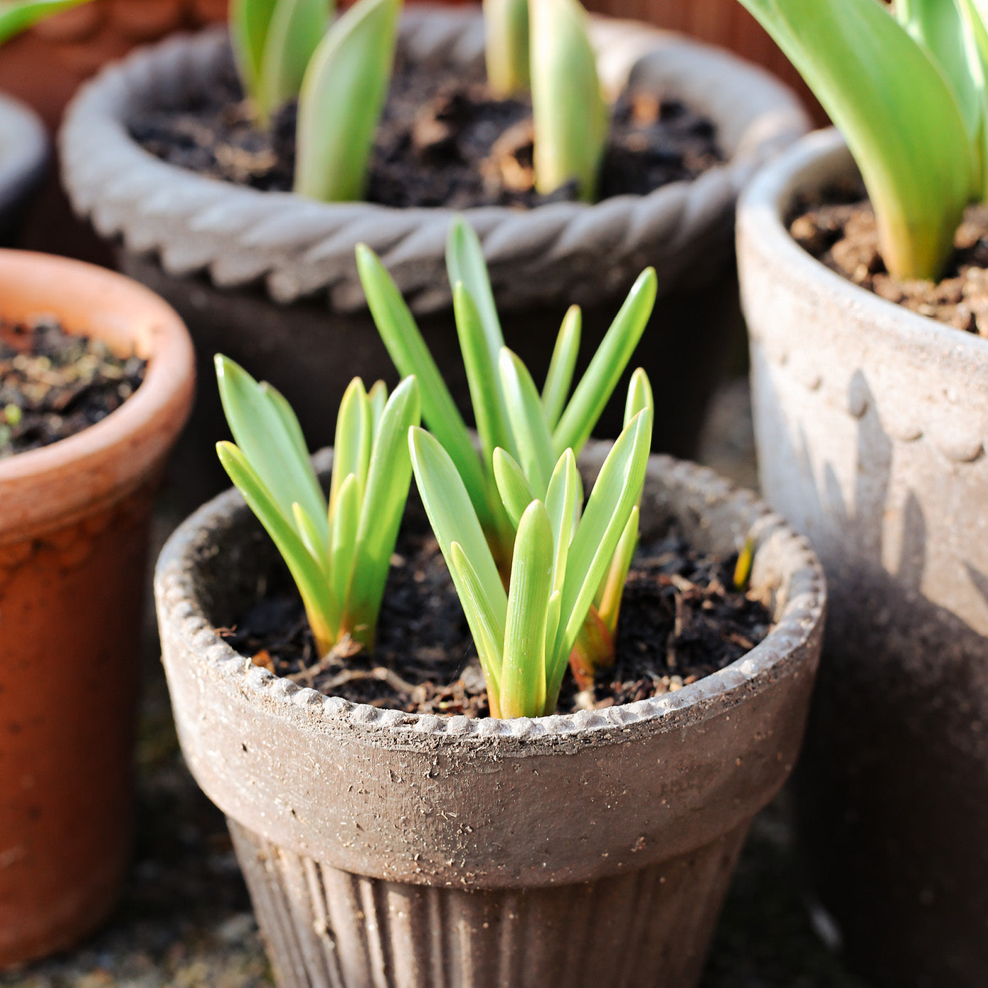 Here's how to protect terracotta pots from frost