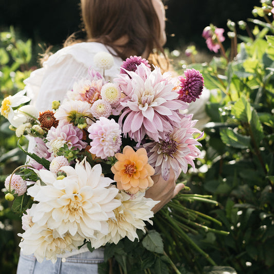 Dahlia: the queen of the picking garden