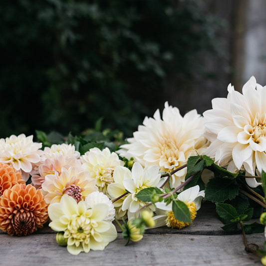 Dahlias into the full ground