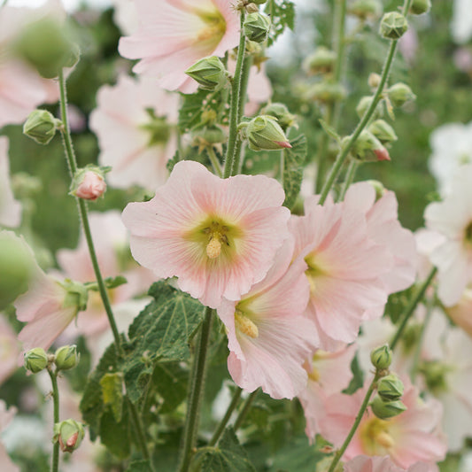 Edible flowers: from border to plate