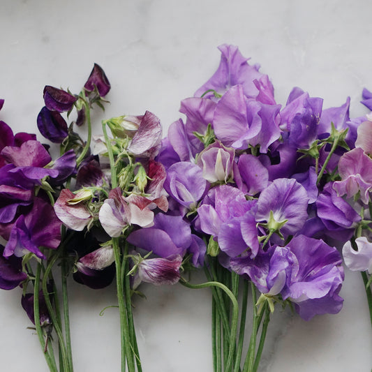 Sowing & harvesting Lathyrus