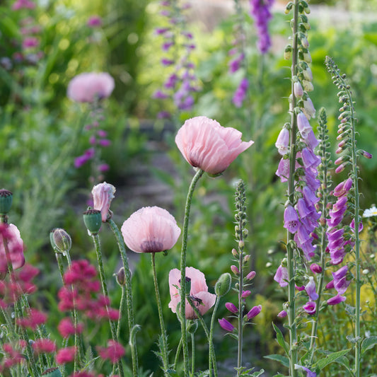 7x beautiful spring bloomers