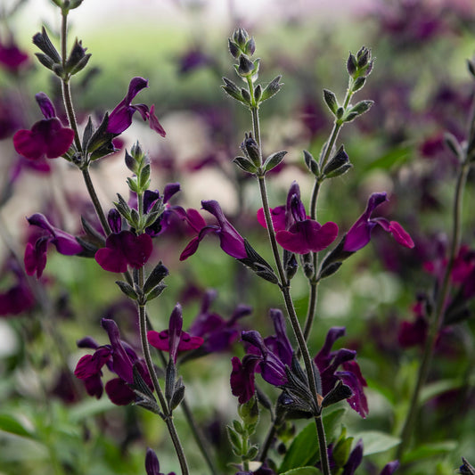 5x the most beautiful Salvia