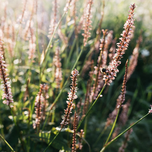 Planting a new border, here's how to do it!