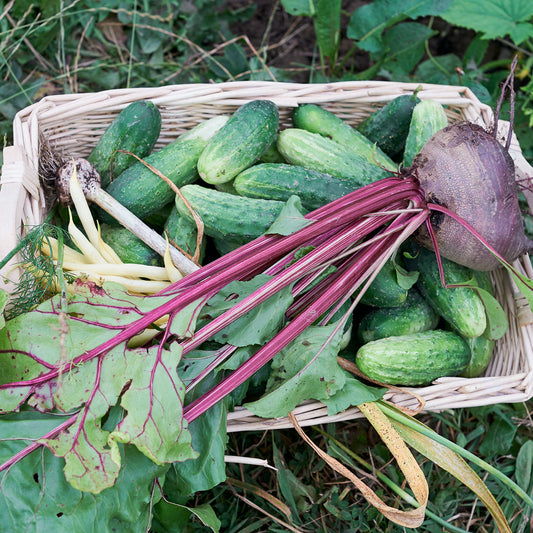 Getting started: easy mini vegetable garden