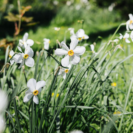 Narcissus poeticus recurvus (poet's daffodil, 10 bulbs) BIO