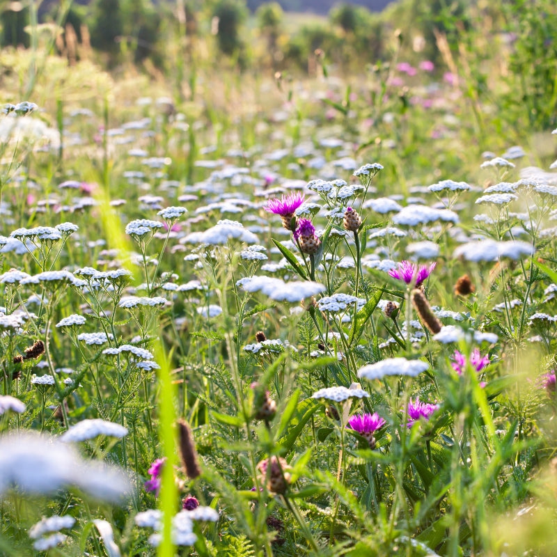 Native mixture for light soil ECO