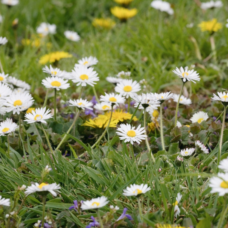 Mixture for a flowery lawn ECO