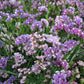 Limonium sinuatum 'Pastel Shades' (sea lavender)