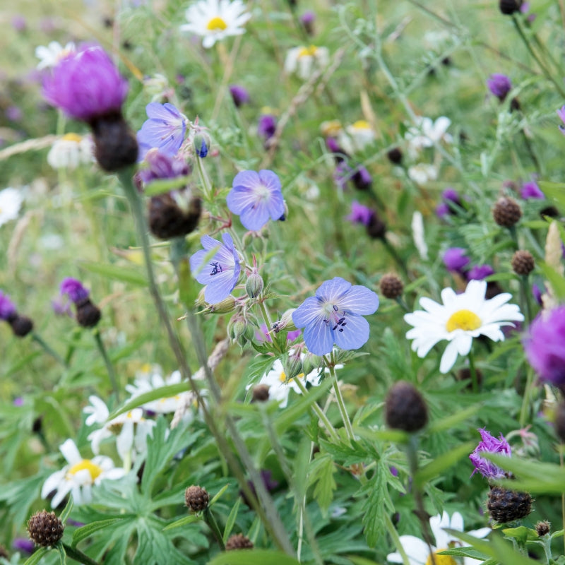 Native mixture for heavier soil ECO