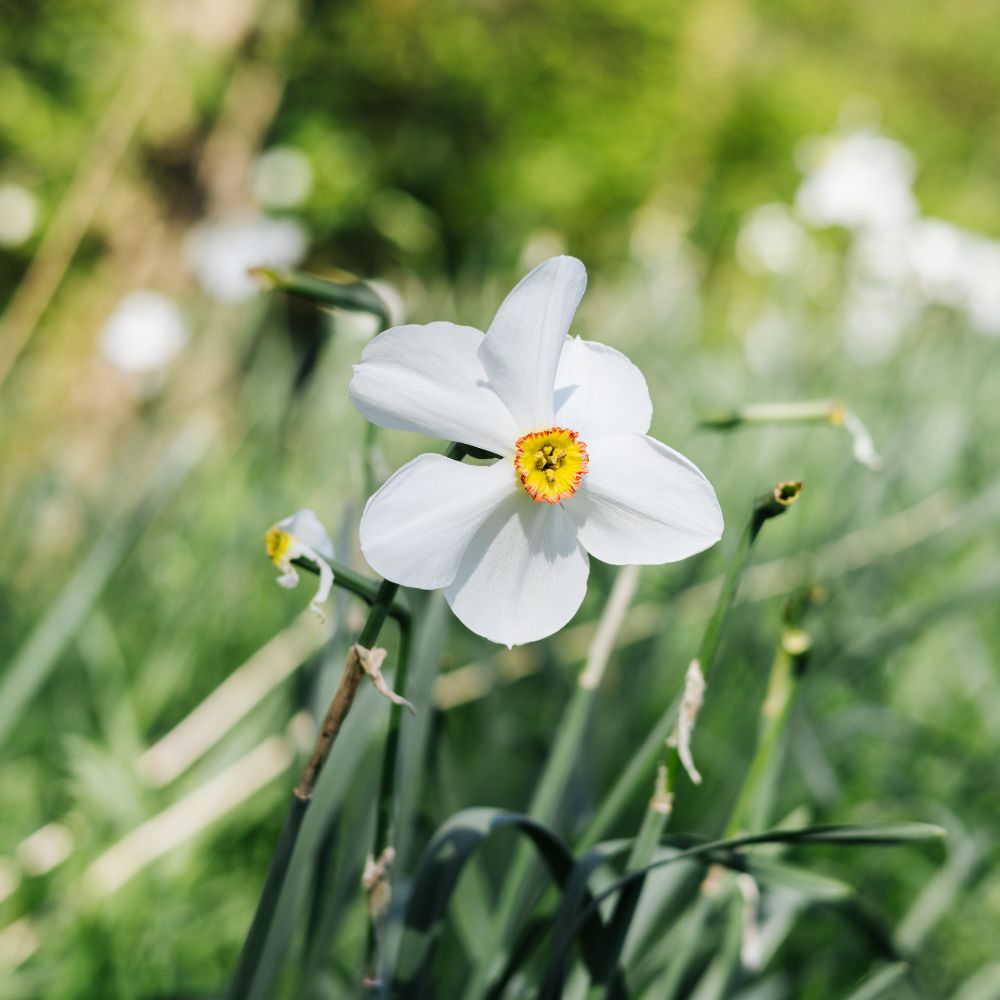 Narcissus poeticus recurvus (poet's daffodil, 10 bulbs) BIO