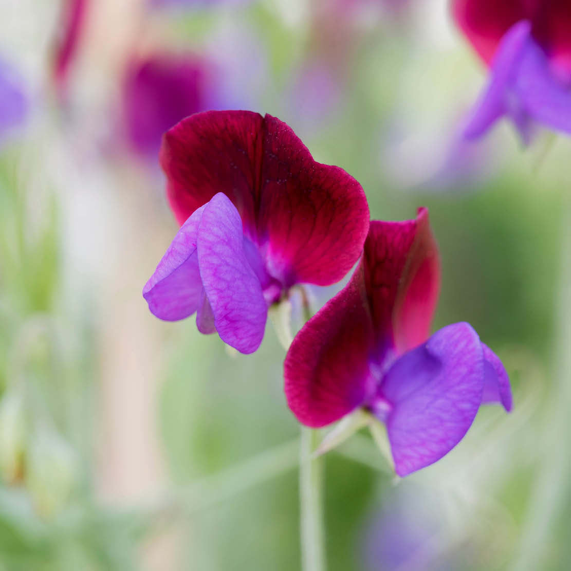 Lathyrus odoratus 'Cupani' (sweet pea)