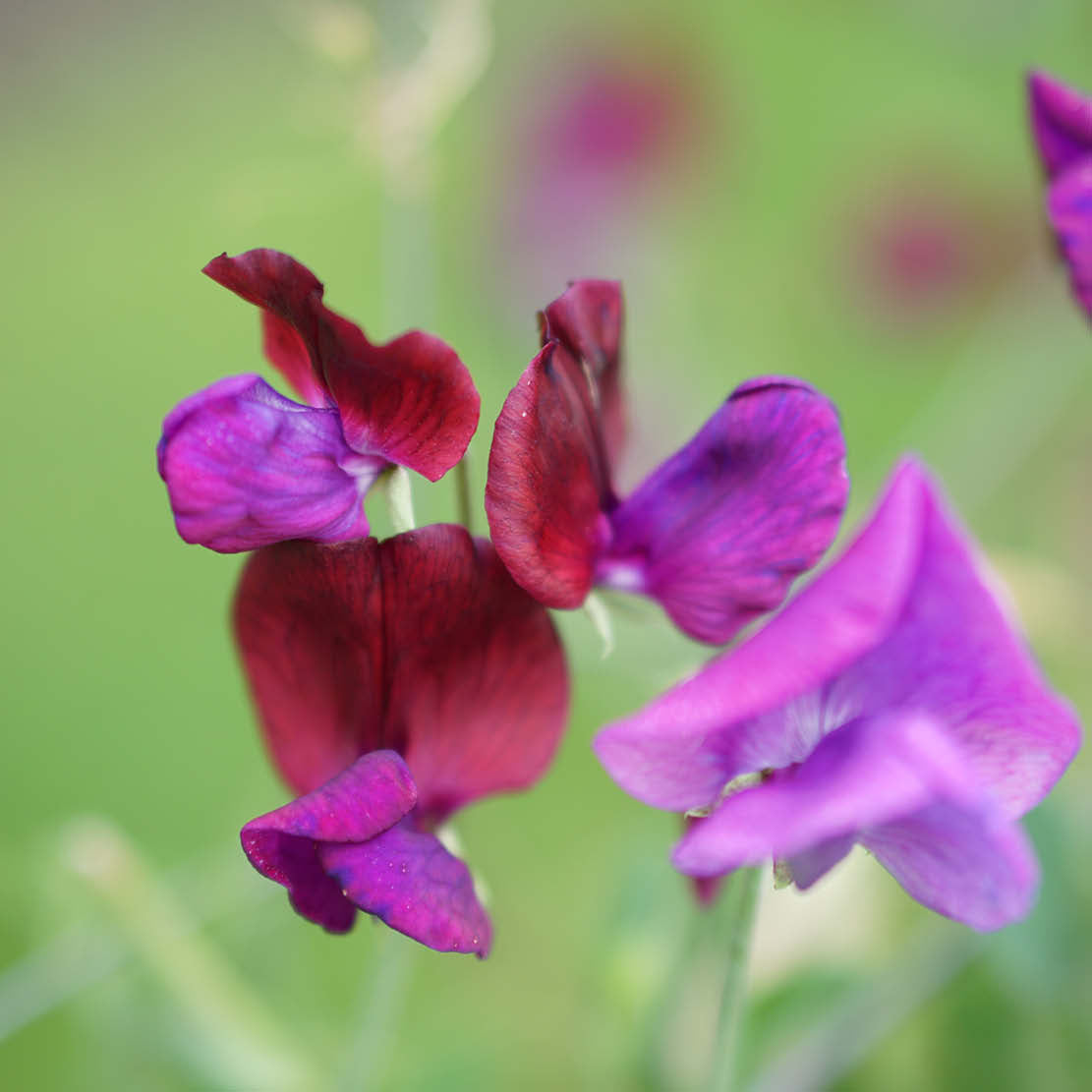 Lathyrus odoratus 'Cupani' (sweet pea)