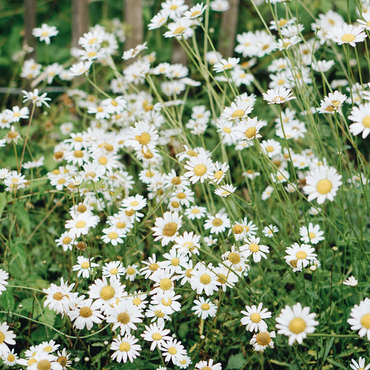 Leucanthemum vulgare (common daisy) ECO