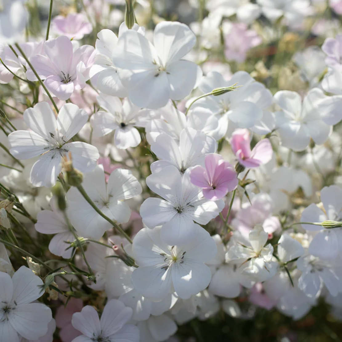 Agrostemma 'Light Rose' (bollard oak)