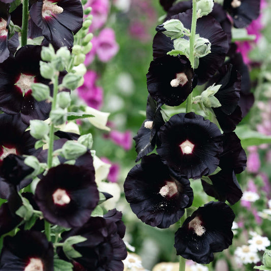 Alcea nigra (hollyhock)