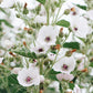 Althaea officinalis (true holly) ECO