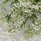 Anthriscus sylvestris (cow parsley) ECO