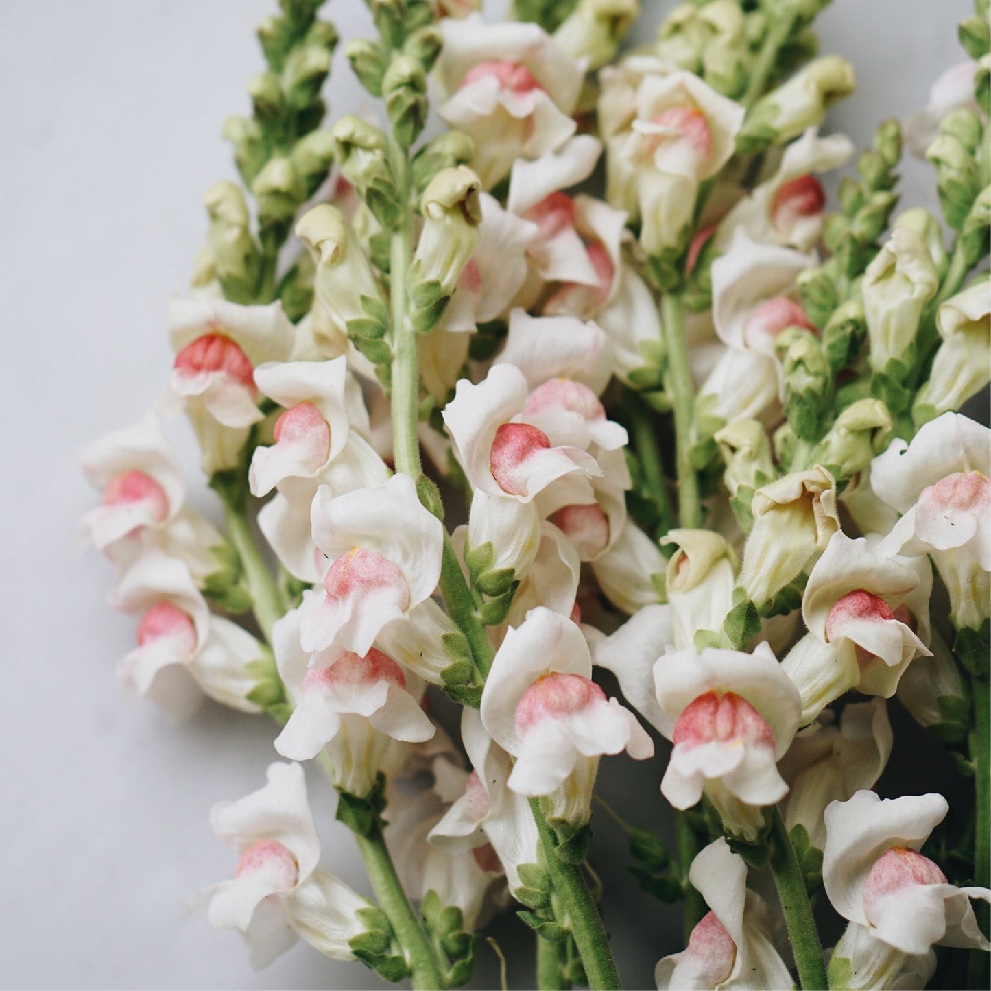 Antirrhinum majus 'Appleblossom' (snapdragon)