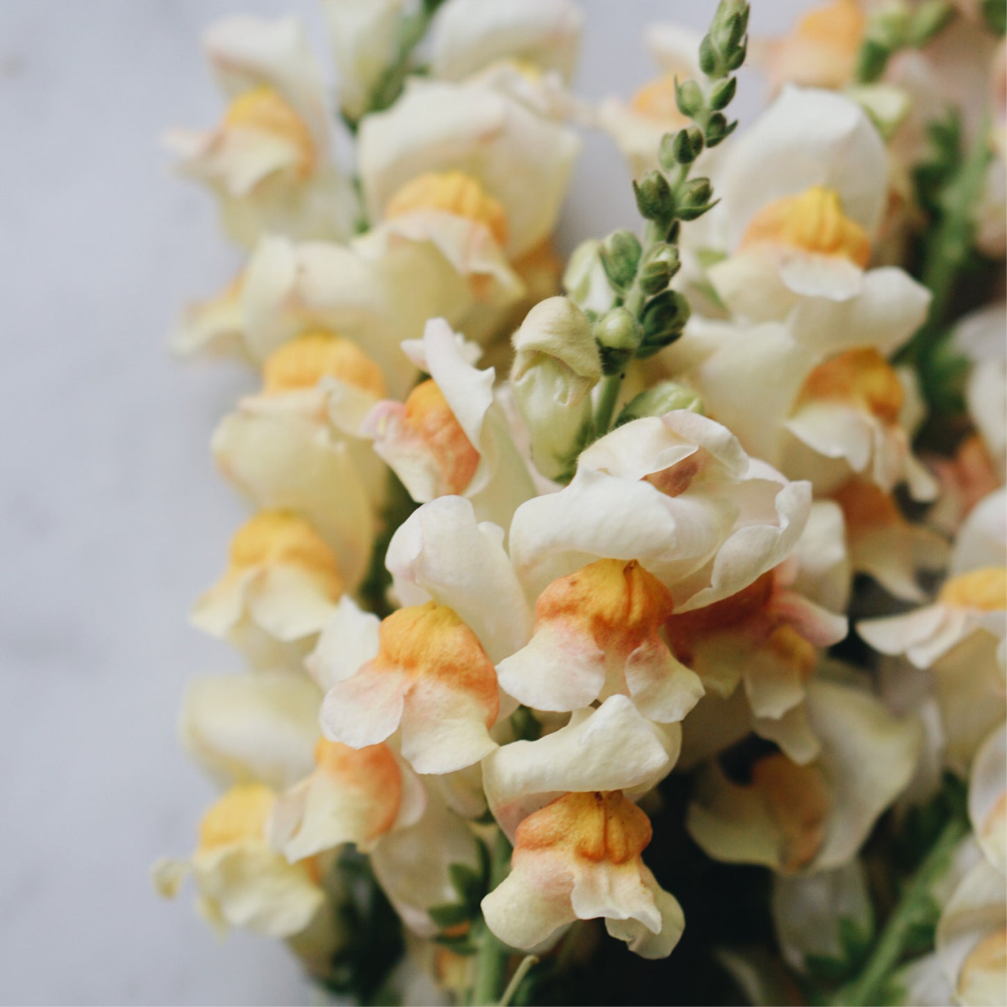 Antirrhinum majus 'Avignon Apricot' (snapdragon)