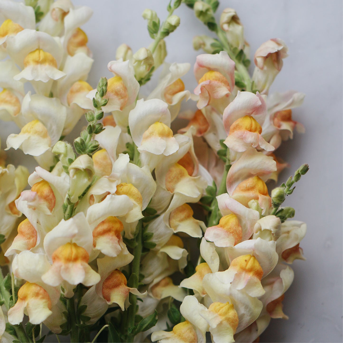 Antirrhinum majus 'Avignon Apricot' (snapdragon)