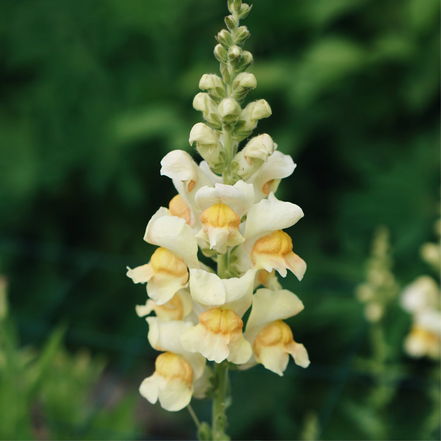 Antirrhinum majus 'Avignon Apricot' (snapdragon)