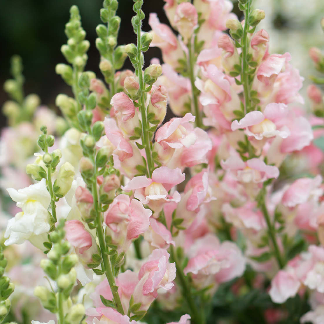 Antirrhinum majus 'Costa Light Rose' (snapdragon)