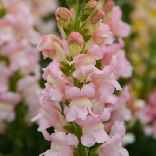 Antirrhinum majus 'Costa Silver' (snapdragon)