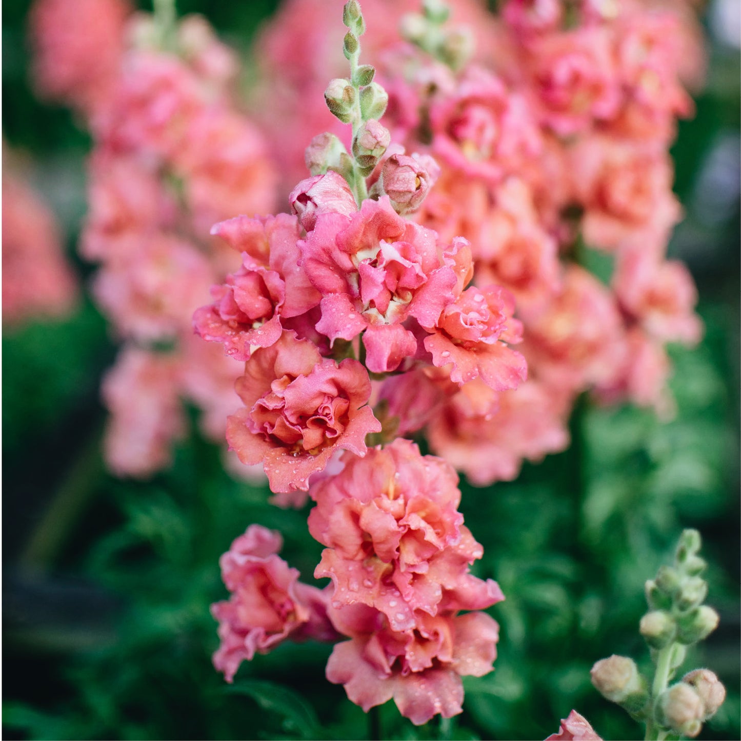 Antirrhinum majus 'Madame Butterfly Rose' (snapdragon)