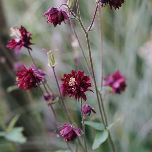 Aquilegia vulgaris 'Bordeaux Barlow' (aquilegia)