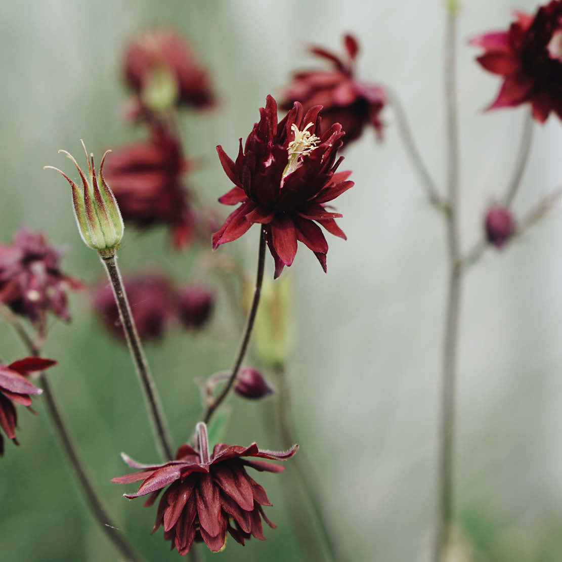 Aquilegia vulgaris 'Bordeaux Barlow' (aquilegia)