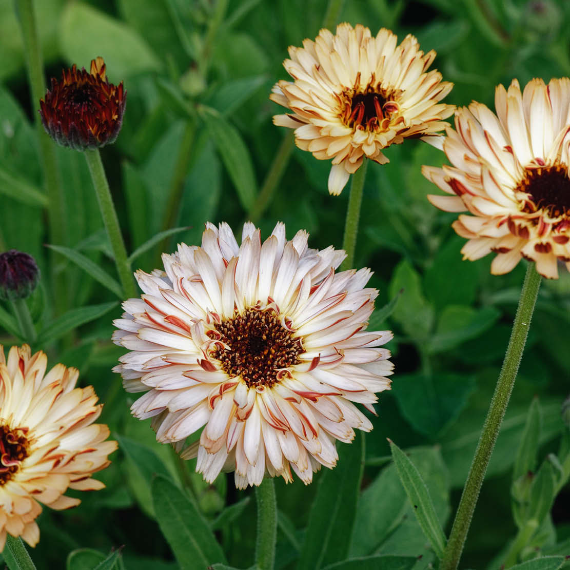 Calendula officinalis 'Touch of Red Buff' (marigold)