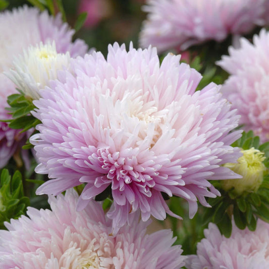 Callistephus chinensis 'King Size Appleblossom' (Chinese aster)