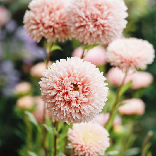 Callistephus chinensis 'King Size Apricot' (Chinese aster)