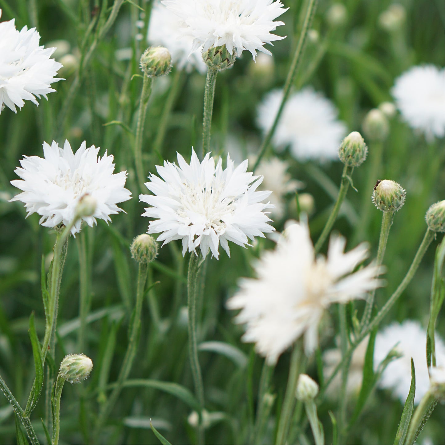 Centaurea cyanus 'White Ball' (cornflower)