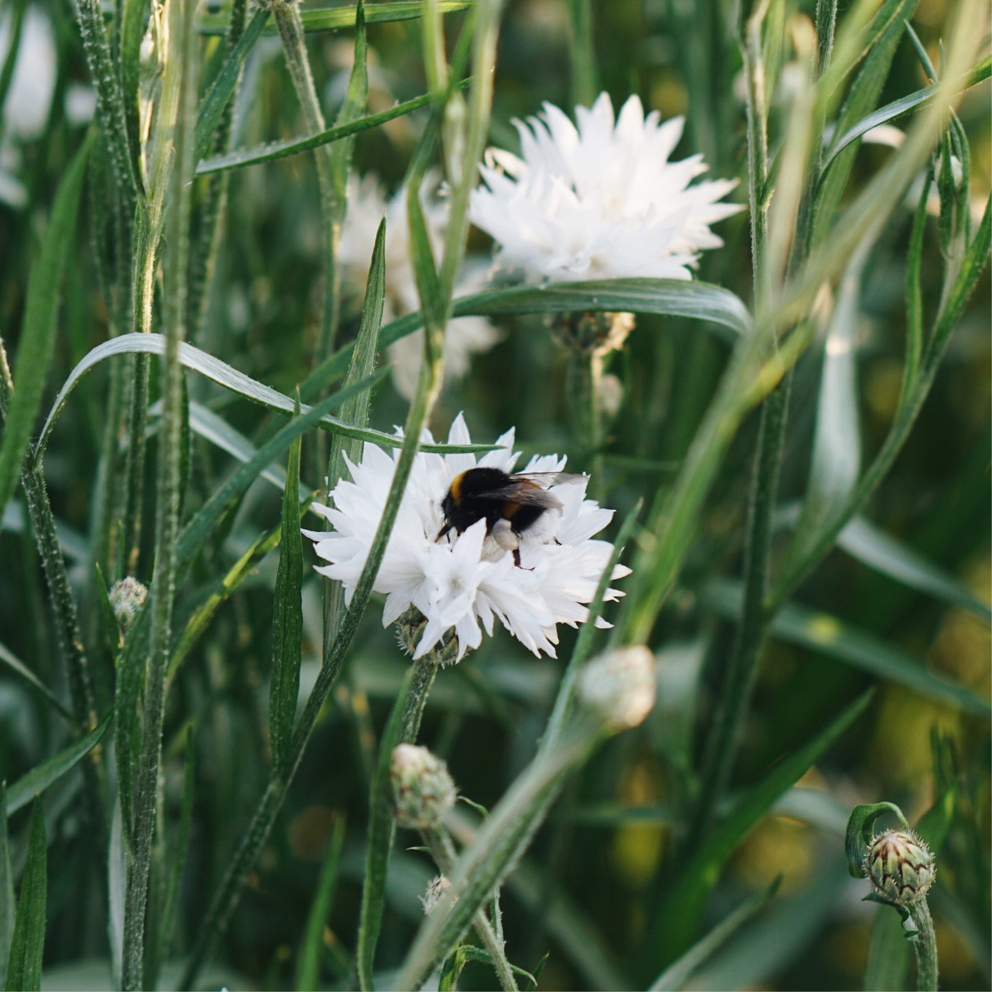 Centaurea cyanus 'White Ball' (cornflower)