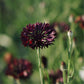 Centaurea cyanus 'Black Ball' (cornflower)