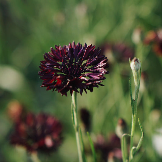 Centaurea cyanus 'Black Ball' (cornflower)