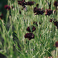 Centaurea cyanus 'Black Ball' (cornflower)