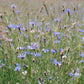 Centaurea cyanus (true cornflower)